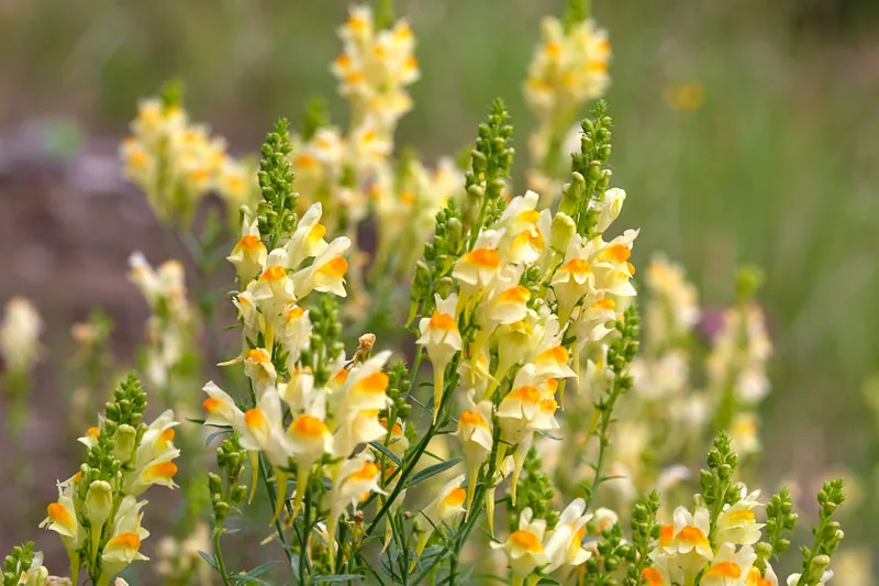 گیاه کتانی / گل نوروزی (Yellow Toadflax)نام علمی: (Linaria vulgaris)