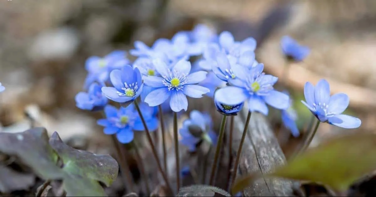گل جگرواش (Liverleaf)نام علمی: (Hepatica nobilis)