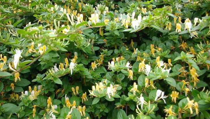 Himalayan honeysuckle,Leycesteria Formosa,پیچ امین الدوله