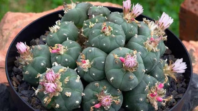 کاکتوس‌های بدون تیغCactuses without thorns
گلدان پلاستیکی  Plastic pot,  plastic vase مجموعه تولیدی سیدوس ,تولید کننده گلدان پلاستیکی سیدوس ,بیش از 120نوع, اعم از گلدان استوانه ای پلاستیکی سیدوس,گلدان الماسی پلاستیکی سیدوس,گلدان مربعی پلاستیکی,گلدان مثلثی پلاستیکی,گلدان گرد پلاستیکی ,باکس مستطیلی,در اندازه های کاکتوسی تا درختچه ای