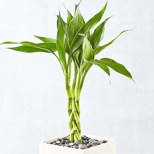 Bmbusa Vulgaria