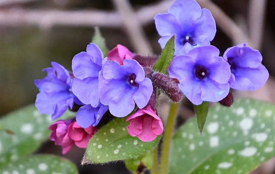گلهای زیبای بهاری که میتوان در گلدان وباغچه کاشتBeautiful spring flowers that can be planted in pots and gardens مجموعه تولیدی سیدوس ,تولید کننده گلدان پلاستیکی سیدوس ,بیش از 120نوع, اعم از گلدان استوانه ای پلاستیکی سیدوس,گلدان الماسی پلاستیکی سیدوس,گلدان مربعی پلاستیکی,گلدان مثلثی پلاستیکی,گلدان گرد پلاستیکی ,باکس مستطیلی,در اندازه های کاکتوسی تا درختچه ای