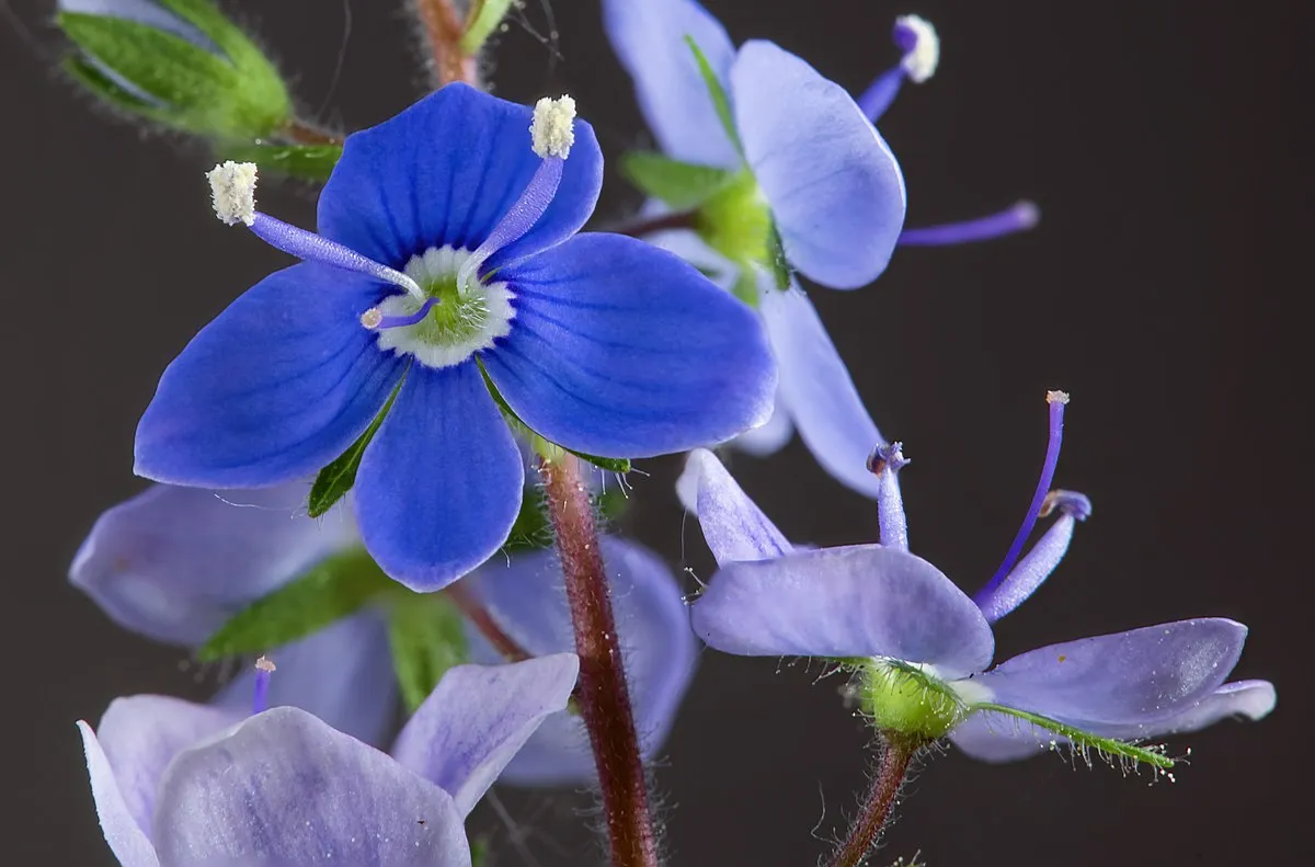 گل سیزابVeronica persica,anaghalis arvensis
مجموعه تولیدی سیدوس , تولید کننده گلدان پلاستیکی سیدوس  واستند فلزی ست