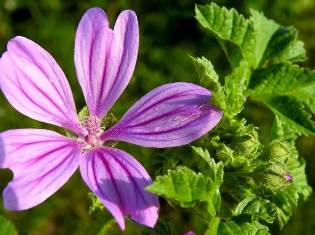گل پنیرک,Mallow نام علمی پنیرک Malva sylvestris تریندینگ، آفتاب‌پرست، خورپرست، ختمی پنیرک و آفتاب‌گردک cheeses ، high mallow ، tall mallow ************* مجموعه تولیدی سیدوس ,تولید کننده گلدان پلاستیکی سیدوس