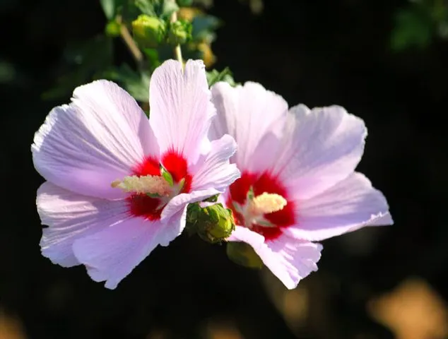 گل پنیرک,Mallow نام علمی پنیرک Malva sylvestris تریندینگ، آفتاب‌پرست، خورپرست، ختمی پنیرک و آفتاب‌گردک cheeses ، high mallow ، tall mallow ************* مجموعه تولیدی سیدوس ,تولید کننده گلدان پلاستیکی سیدوس