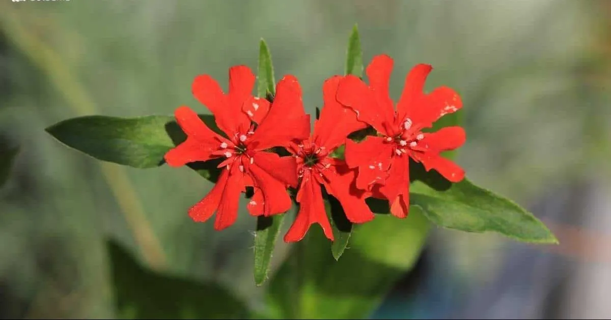 گیاه لیخنیس (Maltese Cross)نام علمی: (Lychnis chalcedonica)