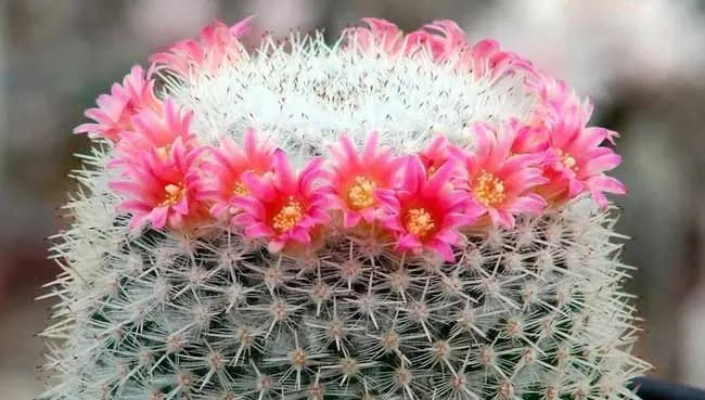 کاکتوس‌های بدون تیغCactuses without thorns
گلدان پلاستیکی  Plastic pot,  plastic vase مجموعه تولیدی سیدوس ,تولید کننده گلدان پلاستیکی سیدوس ,بیش از 120نوع, اعم از گلدان استوانه ای پلاستیکی سیدوس,گلدان الماسی پلاستیکی سیدوس,گلدان مربعی پلاستیکی,گلدان مثلثی پلاستیکی,گلدان گرد پلاستیکی ,باکس مستطیلی,در اندازه های کاکتوسی تا درختچه ای