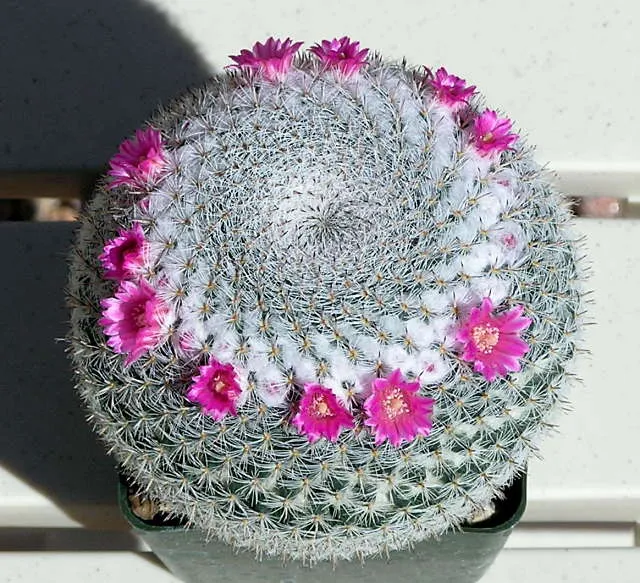 کاکتوس بانوی پیر /کاکتوس مامیلاریا هانیانا (Old Lady Cactus)نام علمی: (Mammillaria hahniana)