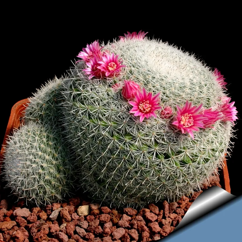 کاکتوس مامیلاریا/ کاکتوس پینکوشن توری (Lacespine Pincushion Cactus)نام علمی: (Mammillaria lasiacantha)
