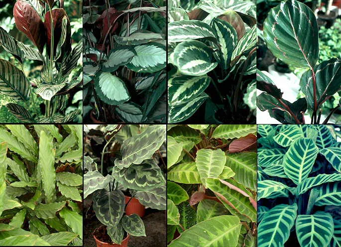 گل مارانتا 
خانواده	Marantaceae
نام علمي	Maranta Leuconeura erythroneura
مجموعه تولیدی سیدوس تولید کننده گلدان پلاستیکی سیدوس