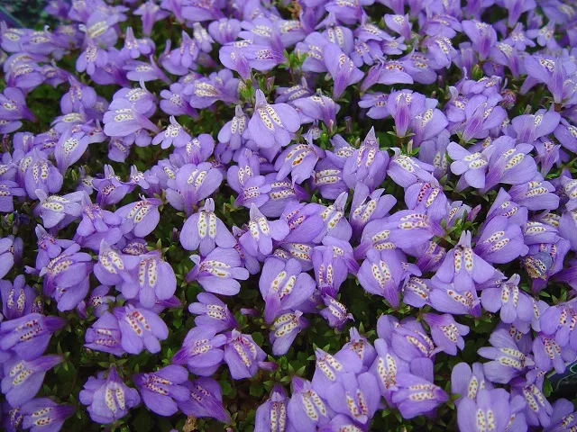 گل مازوس (Creeping Mazus)نام علمی: (Mazus reptans)