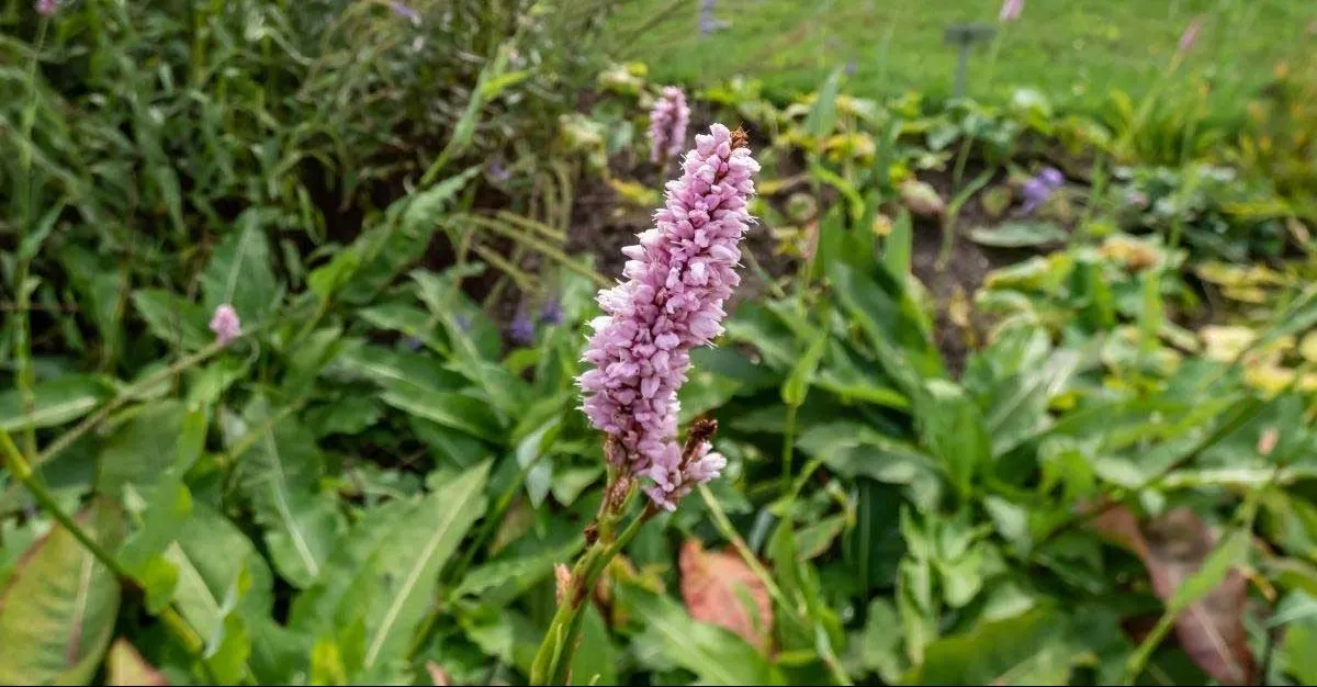 گل انجبار / گل پرسیکاریا بیسترتا (Meadow Bistort)نام علمی: (Bistorta officinalis)