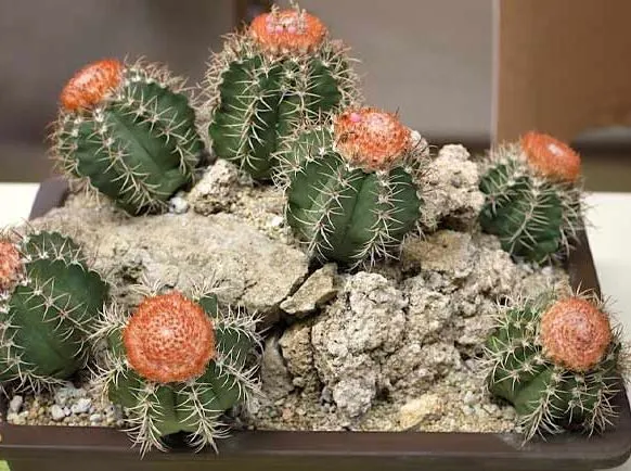 کاکتوس‌های بدون تیغCactuses without thorns
گلدان پلاستیکی  Plastic pot,  plastic vase مجموعه تولیدی سیدوس ,تولید کننده گلدان پلاستیکی سیدوس ,بیش از 120نوع, اعم از گلدان استوانه ای پلاستیکی سیدوس,گلدان الماسی پلاستیکی سیدوس,گلدان مربعی پلاستیکی,گلدان مثلثی پلاستیکی,گلدان گرد پلاستیکی ,باکس مستطیلی,در اندازه های کاکتوسی تا درختچه ای