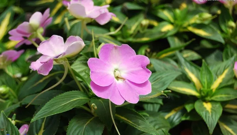 گل حنا (Busy Lizzie) سولماز شیرازی یا گل امپیشن نام علمی: (Impatiens walleriana) مجموعه تولیدی سیدوس تولید کننده انواع گلدان پلاستیکی سیدوس
