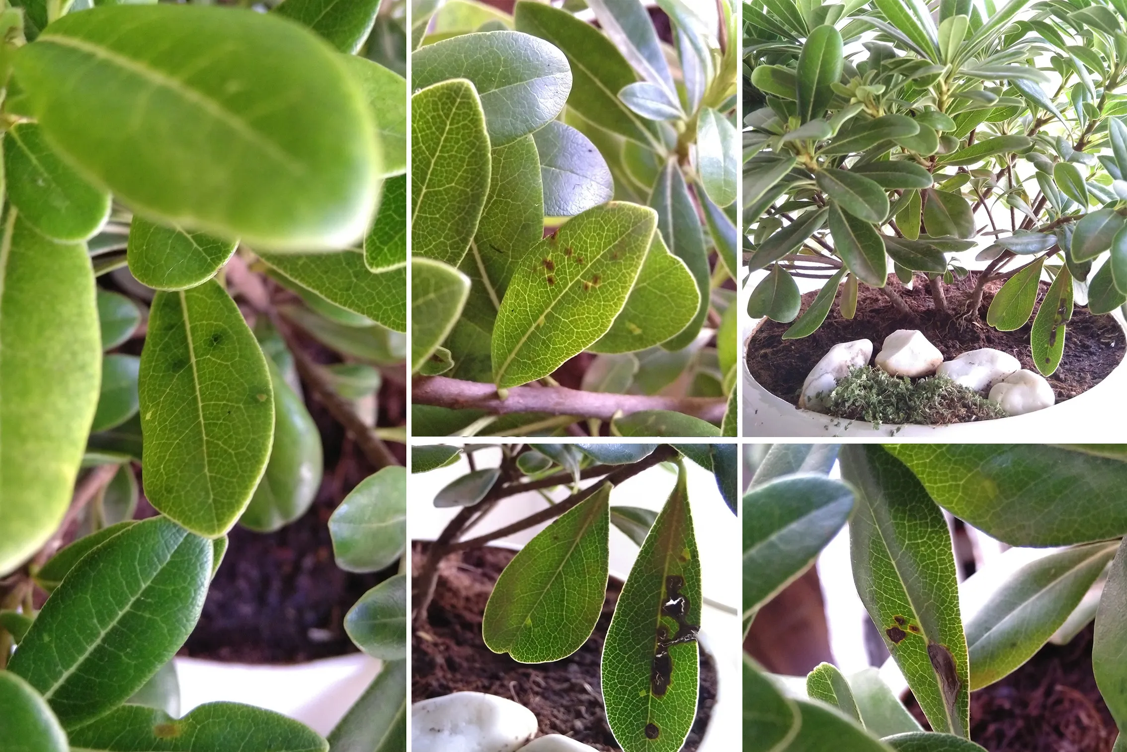 گیاه میخک ژاپنی با نام علمی Pittosporum tobira و نام انگلیسی Japanese Pittosporum از گیاهان گلدار از راسته کرفس­‌سانان و از خانواده میخک درختیان Pittosporaceae است.مجموعه تولیدی سیدوس ,تولید کننده گلدان پلاستیکی سیدوس ,بیش از 120نوع, اعم از گلدان استوانه ای پلاستیکی سیدوس,گلدان الماسی پلاستیکی سیدوس,گلدان مربعی پلاستیکی,گلدان مثلثی پلاستیکی,گلدان گرد پلاستیکی ,باکس مستطیلی,در اندازه های کاکتوسی تا درختچه ای