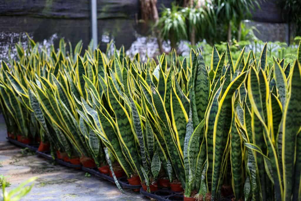 Sansevieria Trifasciata