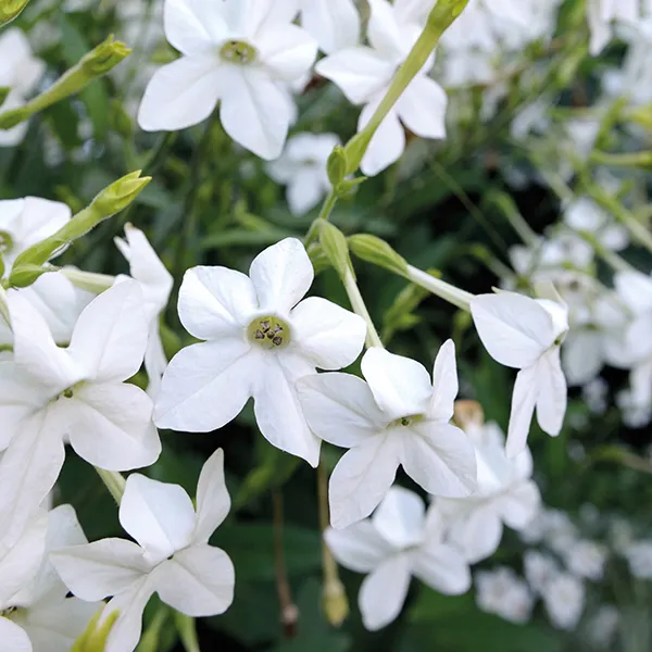 گل توتون (Flowering Tobcco)نام علمی: (Nicotiana alata)