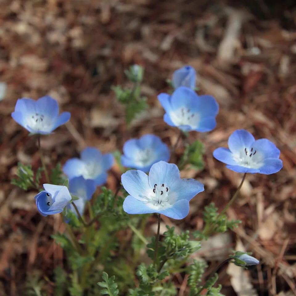 گل کوچولوی چشم آبی (نام علمی: Nemophila menziesii) گلدان پلاستیکی Plastic pot, plastic vase مجموعه تولیدی سیدوس ,تولید کننده گلدان پلاستیکی سیدوس ,بیش از 120نوع, اعم از گلدان استوانه ای پلاستیکی سیدوس,گلدان الماسی پلاستیکی سیدوس,گلدان مربعی پلاستیکی,گلدان مثلثی پلاستیکی,گلدان گرد پلاستیکی ,باکس مستطیلی,در اندازه های کاکتوسی تا درختچه ای