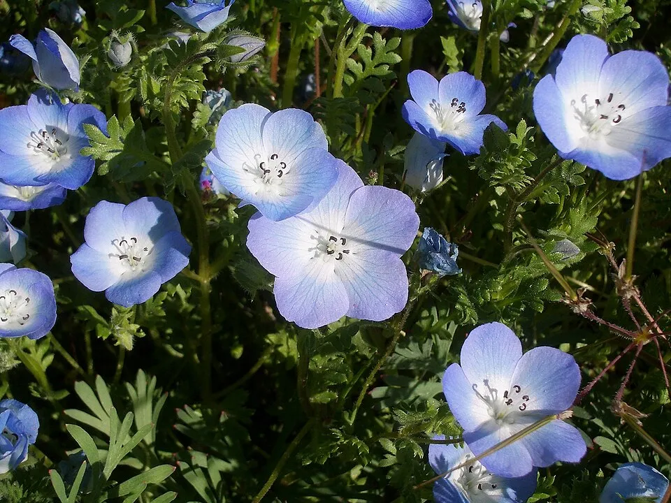 گل کوچولوی چشم آبی (نام علمی: Nemophila menziesii) گلدان پلاستیکی Plastic pot, plastic vase مجموعه تولیدی سیدوس ,تولید کننده گلدان پلاستیکی سیدوس ,بیش از 120نوع, اعم از گلدان استوانه ای پلاستیکی سیدوس,گلدان الماسی پلاستیکی سیدوس,گلدان مربعی پلاستیکی,گلدان مثلثی پلاستیکی,گلدان گرد پلاستیکی ,باکس مستطیلی,در اندازه های کاکتوسی تا درختچه ای