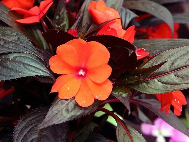 گل حنا از خانواده ( Balasminaceae) بانام علمی (Impatiens walleriana)مجموعه تولیدی سیدوس ,تولید کننده گلدان پلاستیکی سیدوس
