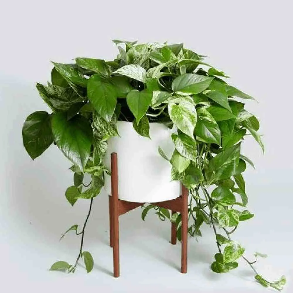 گیاهان آپارتمانی مناسب برای افراد آلرژیکHouseplants suitable for allergy sufferers
مجموعه تولیدی سیدوس ,تولید کننده گلدان پلاستیکی سیدوس ,بیش از 120نوع, اعم از گلدان استوانه ای پلاستیکی سیدوس,گلدان الماسی پلاستیکی سیدوس,گلدان مربعی پلاستیکی,گلدان مثلثی پلاستیکی,گلدان گرد پلاستیکی ,باکس مستطیلی,در اندازه های کاکتوسی تا درختچه ای