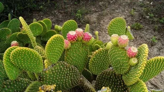 کاکتوس‌های بدون تیغ Cactuses without thorns گلدان پلاستیکی Plastic pot, plastic vase مجموعه تولیدی سیدوس ,تولید کننده گلدان پلاستیکی سیدوس ,بیش از 120نوع, اعم از گلدان استوانه ای پلاستیکی سیدوس,گلدان الماسی پلاستیکی سیدوس,گلدان مربعی پلاستیکی,گلدان مثلثی پلاستیکی,گلدان گرد پلاستیکی ,باکس مستطیلی,در اندازه های کاکتوسی تا درختچه ای