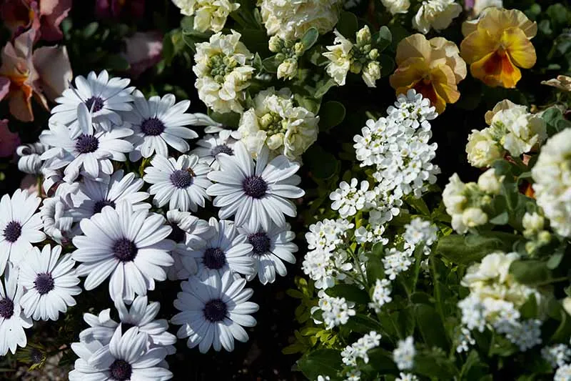 Osteospermum plantگیاه استئوسپرموم