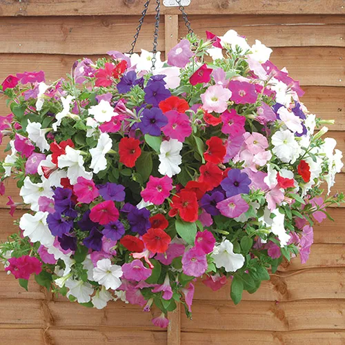 گل های بهاری وتابستانی مناسب باغچه (37گونه)Spring and summer flowers suitable for the garden (37 (species) مجموعه تولیدی سیدوس , تولید کننده گلدان های پلاستیکی سیدوس