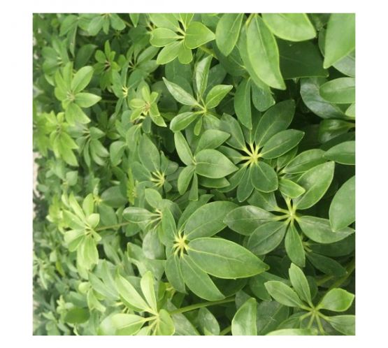 Schefflera arboricola