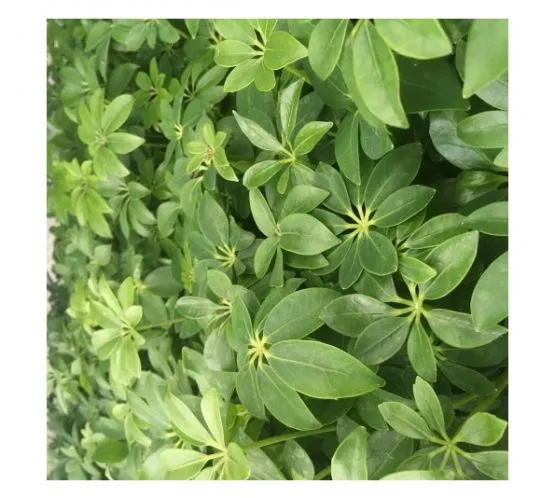 Schefflera arboricola