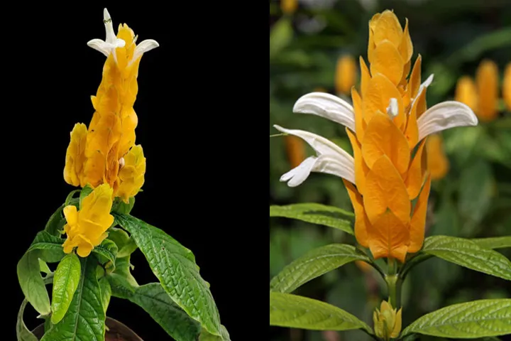 گل پاچی استاچی یاگل مشعلی زرد نام علمي Pachystachys Lutea خانواده Acanthaceae مجموعه تولیدی سیدوس ,تولید کننده گلدان پلاستیکی سیدوس