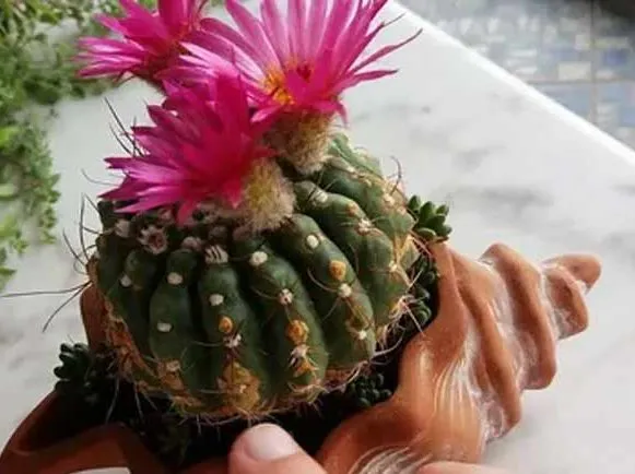 کاکتوس‌های بدون تیغCactuses without thorns
گلدان پلاستیکی  Plastic pot,  plastic vase مجموعه تولیدی سیدوس ,تولید کننده گلدان پلاستیکی سیدوس ,بیش از 120نوع, اعم از گلدان استوانه ای پلاستیکی سیدوس,گلدان الماسی پلاستیکی سیدوس,گلدان مربعی پلاستیکی,گلدان مثلثی پلاستیکی,گلدان گرد پلاستیکی ,باکس مستطیلی,در اندازه های کاکتوسی تا درختچه ای