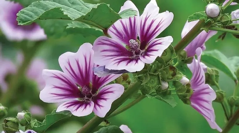 گل پنیرک,Mallow نام علمی پنیرک Malva sylvestris تریندینگ، آفتاب‌پرست، خورپرست، ختمی پنیرک و آفتاب‌گردک cheeses ، high mallow ، tall mallow ************* مجموعه تولیدی سیدوس ,تولید کننده گلدان پلاستیکی سیدوس