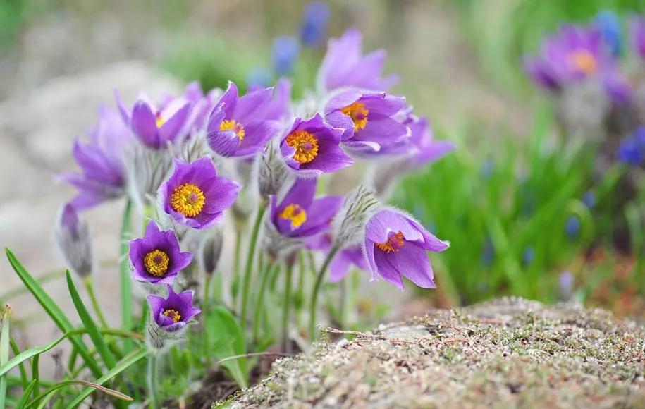 گلهای زیبای بهاری که میتوان در گلدان وباغچه کاشتBeautiful spring flowers that can be planted in pots and gardens مجموعه تولیدی سیدوس ,تولید کننده گلدان پلاستیکی سیدوس ,بیش از 120نوع, اعم از گلدان استوانه ای پلاستیکی سیدوس,گلدان الماسی پلاستیکی سیدوس,گلدان مربعی پلاستیکی,گلدان مثلثی پلاستیکی,گلدان گرد پلاستیکی ,باکس مستطیلی,در اندازه های کاکتوسی تا درختچه ای