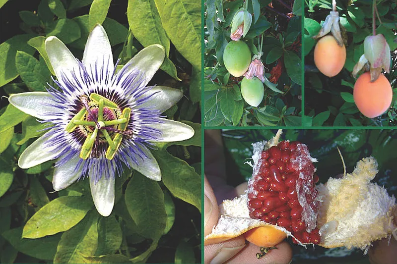 گل ساعتی (Blue Passion Flower)نام علمی: (Passiflora caerulea)