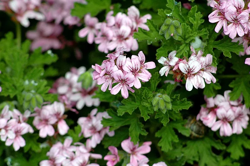 گل شمعدانی وحشی (Cranesbill)نام علمی: (Geranium wlassovianum)