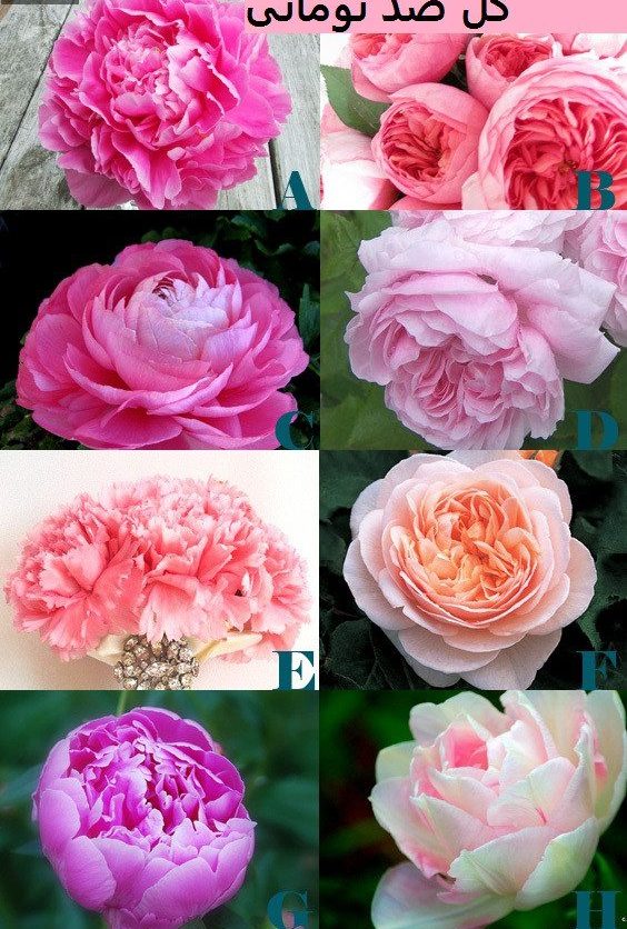 Peony flower or peony flower