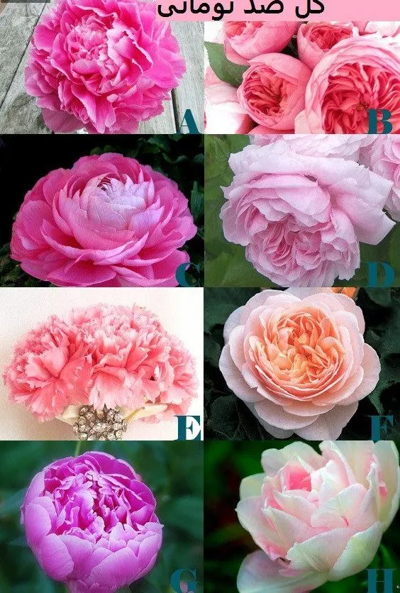 Peony flower or peony flower