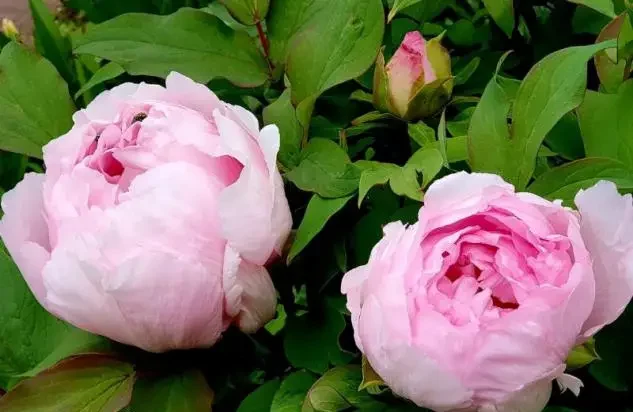 Peony flower or peony flower