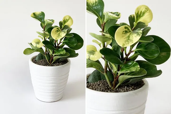 گیاهان آپارتمانی سازگار با محیط کم نور Houseplants adapted to low light environments گلدان پلاستیکی Plastic pot, plastic vase مجموعه تولیدی سیدوس ,تولید کننده گلدان پلاستیکی سیدوس ,بیش از 120نوع, اعم از گلدان استوانه ای پلاستیکی سیدوس,گلدان الماسی پلاستیکی سیدوس,گلدان مربعی پلاستیکی,گلدان مثلثی پلاستیکی,گلدان گرد پلاستیکی ,باکس مستطیلی,در اندازه های کاکتوسی تا درختچه ای