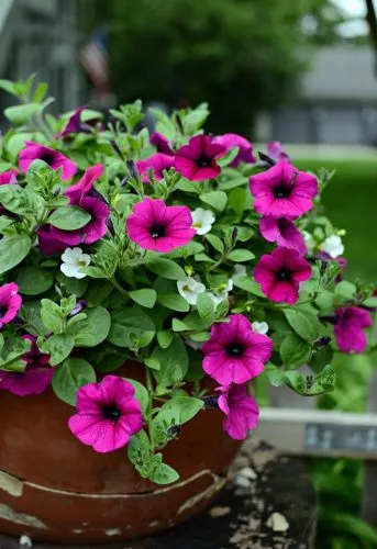 گل اطلسی یا petunia گیاهی از خانواده Solanaceae و بومی قاره آمریکا است.مجموعه تولیدی سیدوس,عتولید کننده گلدان پلاستیکی سیدوس.