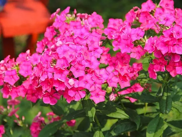 گل فلوکس Phlox Paniculata خانواده Polemoniaceae مجموعه تتولیدی سیدوس تولید کننده گلدان پلاستیکی سیدوس