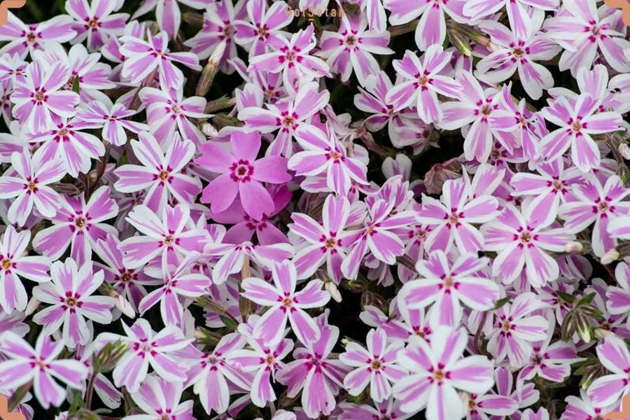 گیاه فلوکس یا گل آتشی (Creeping Phlox)نام علمی: (Phlox subulata)