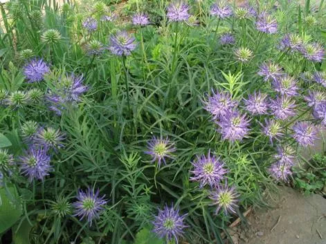 گیاه رامپیون سر گرد (Round Headed Rampion)نام علمی: (Phyteuma orbiculare)