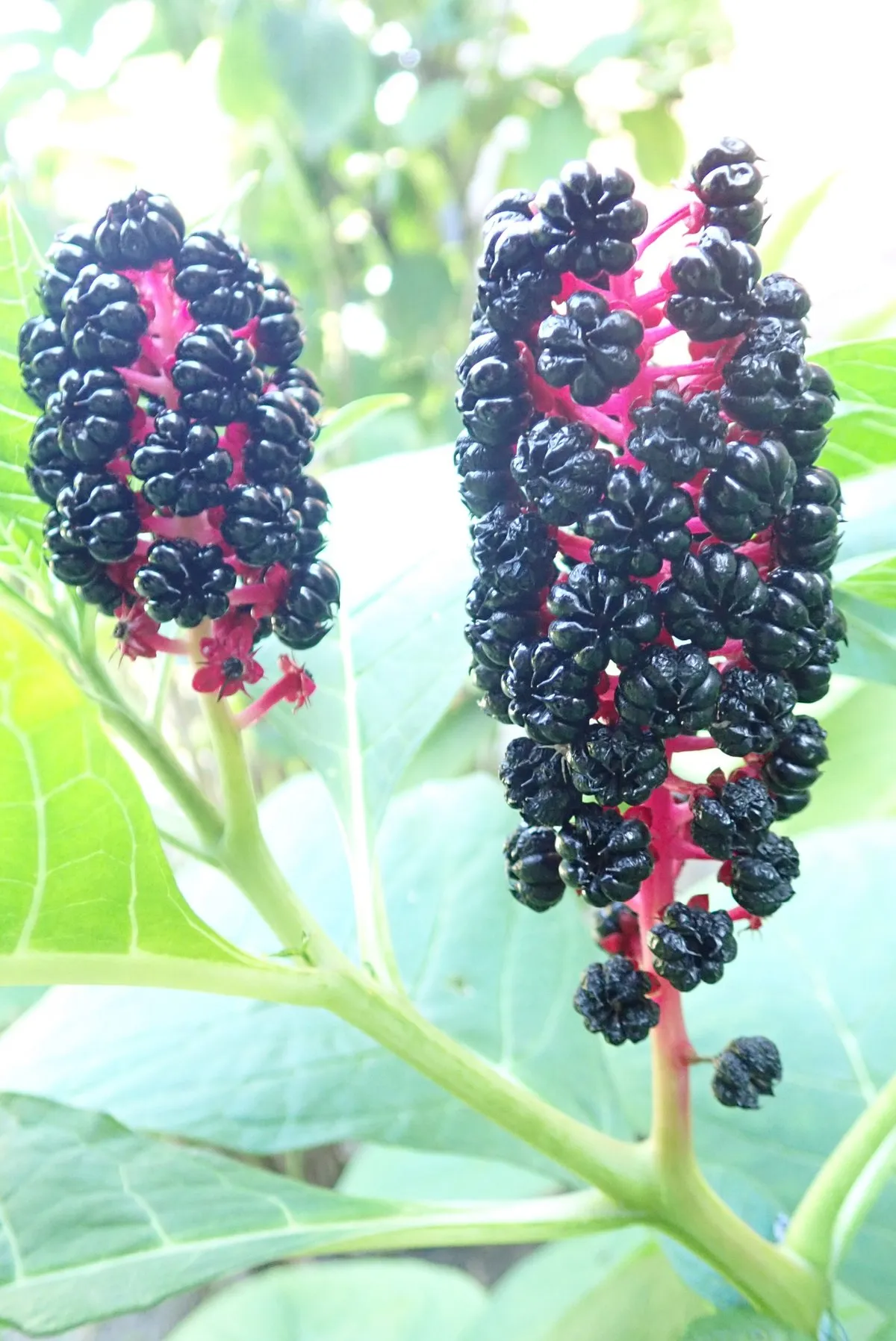 گل فیتولاکا   (سرخ بر) سرخاب کولیPhytolacca acinosa ,
 Phytolaccaceae
مجموعه تولیدی سیدوس تولید کننده گلدان پلاستیکی سیدوس