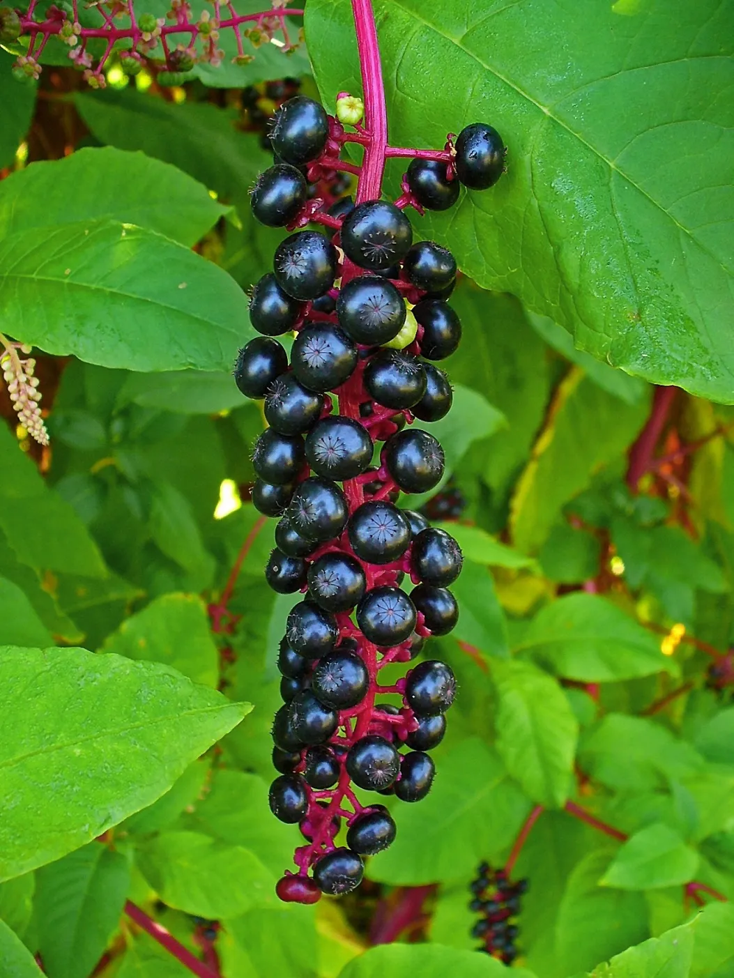 گل فیتولاکا   (سرخ بر) سرخاب کولیPhytolacca acinosa ,
 Phytolaccaceae
مجموعه تولیدی سیدوس تولید کننده گلدان پلاستیکی سیدوس