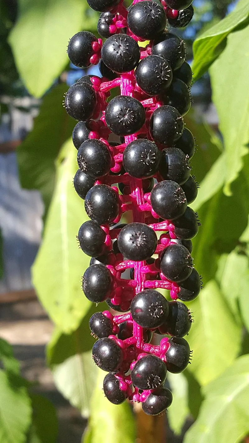 گل فیتولاکا   (سرخ بر) سرخاب کولیPhytolacca acinosa ,
 Phytolaccaceae
مجموعه تولیدی سیدوس تولید کننده گلدان پلاستیکی سیدوس