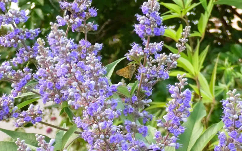 گیاه پنج انگشت یک گونه از سرده پنج انگشت است. نام علمی: Vitex agnus-castus
رده بندی بالاتر :ویتکس
تیره : شاه پسند
گونه: V. agnus-castus