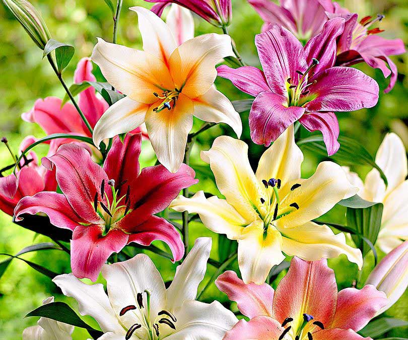 Lilium flower گل لیلیوم