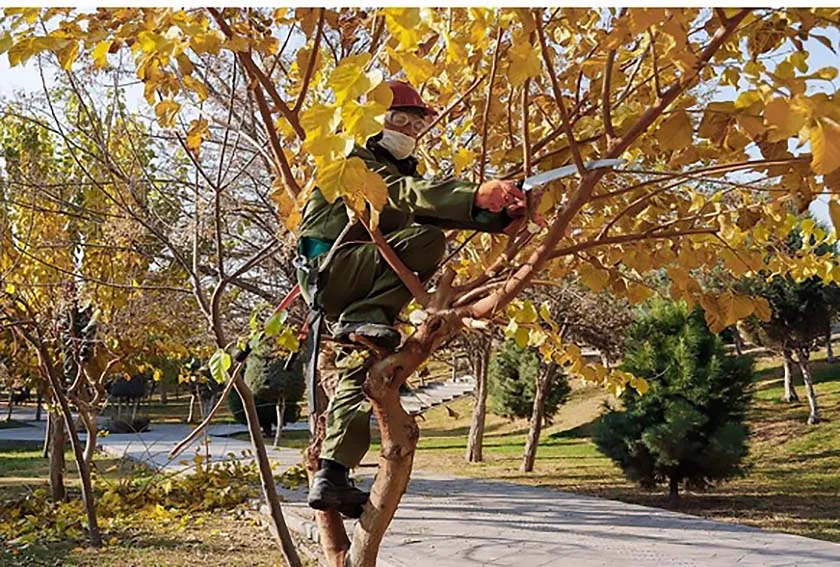 هرس کردن درختان در پاییز وبایدها ونبایدهاPruning trees in the fall: dos and don'ts
مجموعه تولیدی سیدوس ,تولید کننده گلدان پلاستیکی سیدوس ,بیش از 120نوع, اعم از گلدان استوانه ای پلاستیکی سیدوس,گلدان الماسی پلاستیکی سیدوس,گلدان مربعی پلاستیکی,گلدان مثلثی پلاستیکی,گلدان گرد پلاستیکی ,باکس مستطیلی,در اندازه های کاکتوسی تا درختچه ای